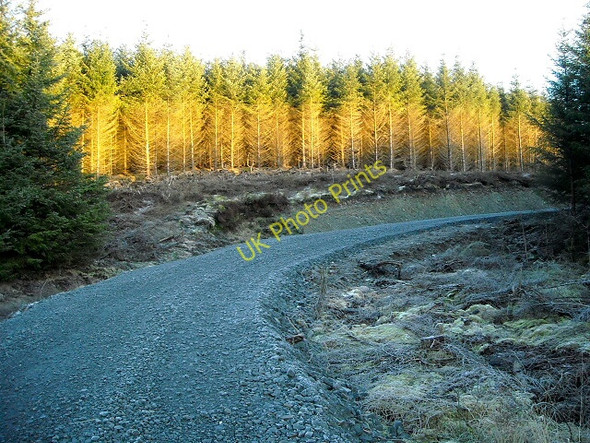 Photo 6"x4" Forest Track Near Arnsheen Loch Mabrennie c2009