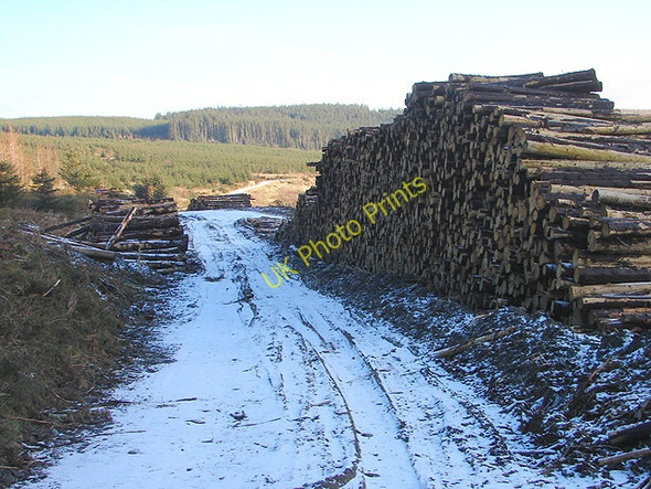 Photo 6"x4" Timber stacks in Hafren Forest Pant Mawr\/SN8482 c2009