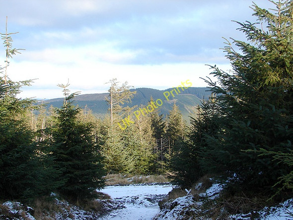 Photo 6"x4" Track junction in Hafren Forest Pant Mawr\/SN8482 c2009