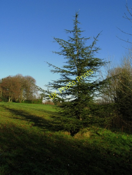 Photo 6"x4" Spruce tree, Barnetts Demesne Drumbeg\/J3066 c2009