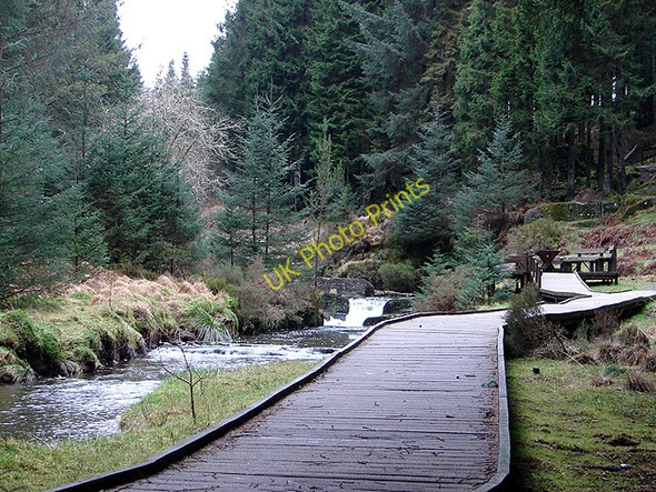 Photo 6"x4" Near the end of the Severn Way boardwalk Tynyrwtra\/SN8885 c2009