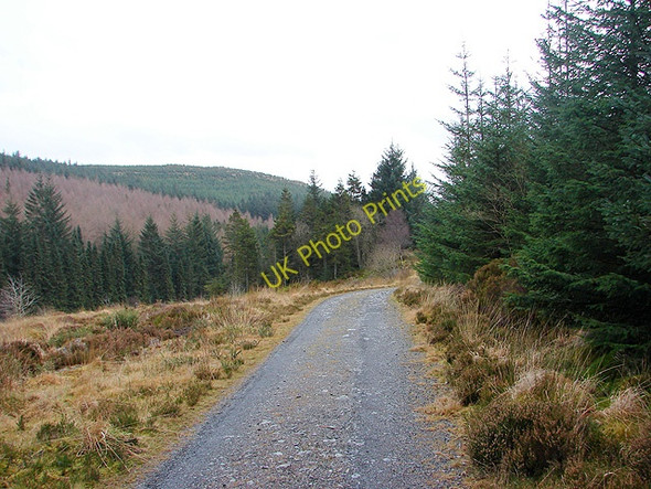 Photo 6"x4" The Severn Way through Hafren Forest Carn Biga c2009
