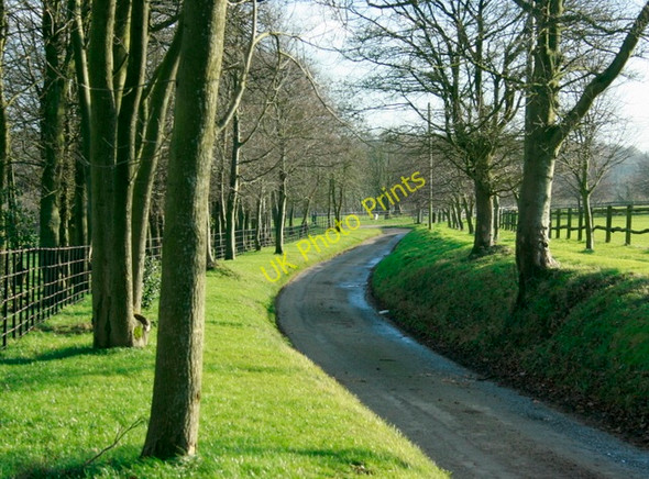 Photo 6"x4" 2009 : A fine avenue on Euridge Lane Thickwood c2009