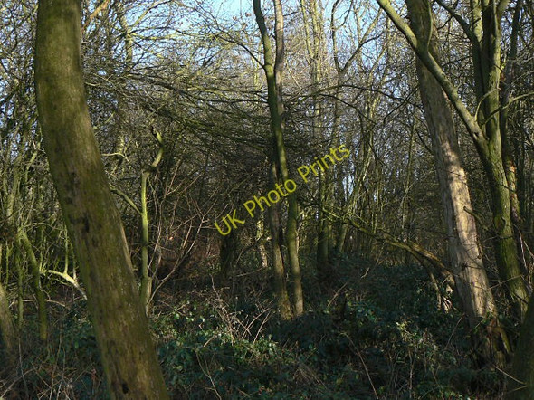 Photo 6"x4" Gedling Wood Carlton\/SK6041 c2009