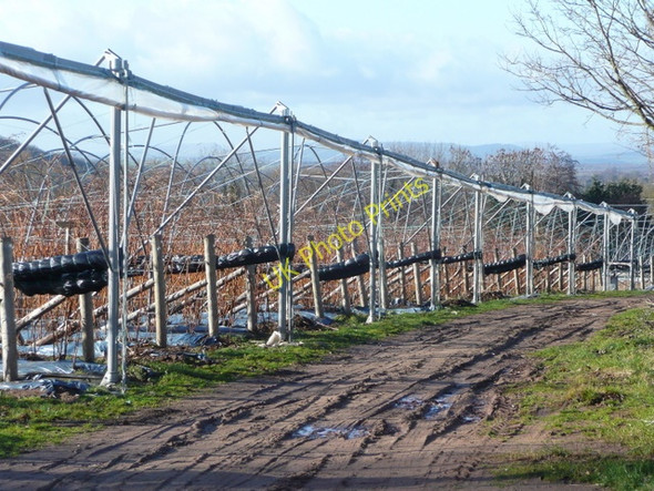 Photo 6"x4" Raspberry tunnels in winter 4 Kingstone\/SO6324 c2009