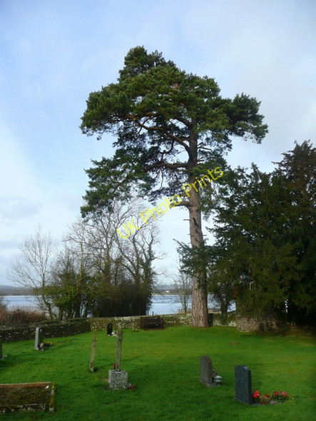 Photo 6"x4" Pine tree in St. Gastyn's churchyard Llangasty-Talyllyn c2009