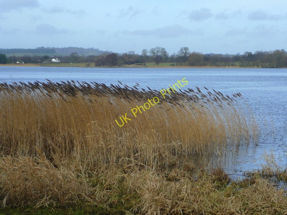 Photo 6"x4" View north across Llangorse Lake Llangasty-Talyllyn c2009