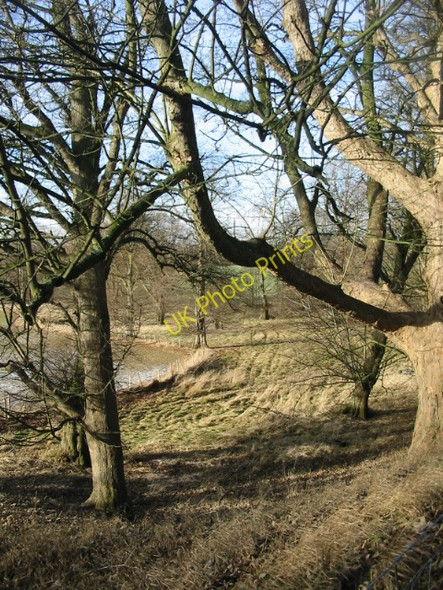 Photo 6"x4" Old trees near the A2 Barham\/TR2050 c2009
