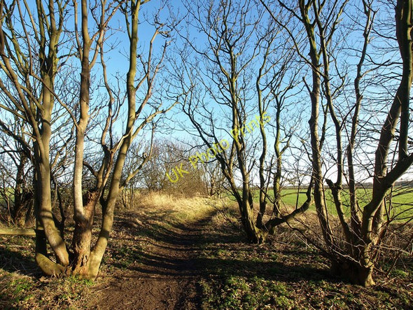 Photo 6"x4" Copse north of Holmpton Holmpton c2009