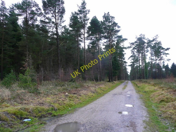 Photo 6"x4" Coniferous woodland Harcombe\/SX8881 c2009