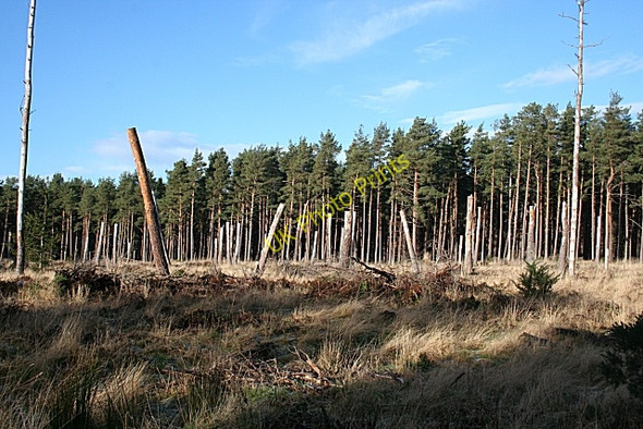 Photo 6"x4" Wildlife Stumps Bogmoor c2009