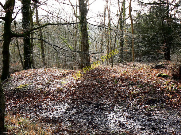 Photo 6"x4" Dorvel Wood, Sapperton Daneway c2009