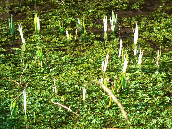 Photo 6"x4" Weeds, Thames and Severn Canal, near Frampton Mansell Daneway c2009