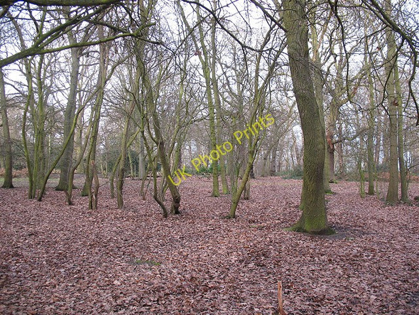 Photo 6"x4" Oxleas Wood Bexley c2009