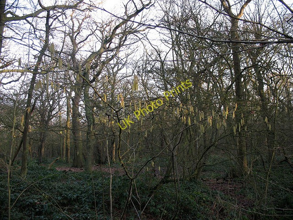 Photo 6"x4" Early catkins in Oxleas Wood Bexley c2009