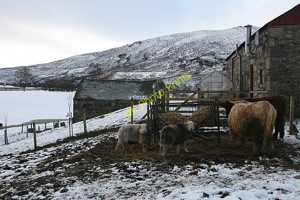 Photo 6"x4" Livestock at Dunmay farm Invereddrie c2009
