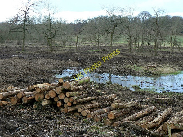 Photo 6"x4" Controlled felling Newton Hurst c2009