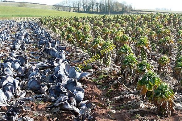 Photo 6"x4" Crops at South Farm Budleigh Salterton c2009