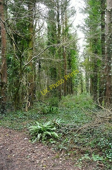Photo 6"x4" Woodland on High Peak Sidmouth c2009