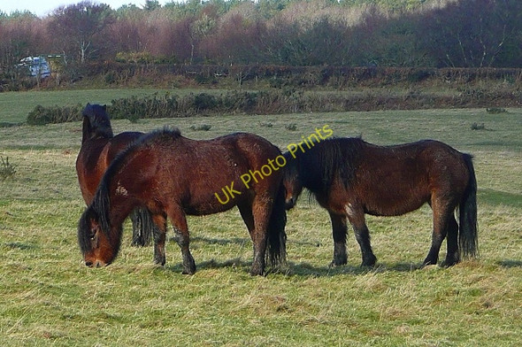 Photo 6"x4" Ponies at Peak Hill Sidmouth c2009
