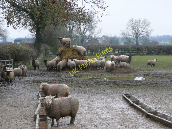 Photo 6"x4" Not-so-glorious mud Wolvey c2009