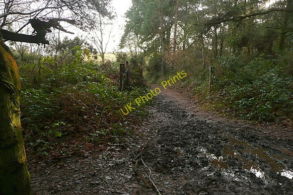 Photo 6"x4" Footpath off East Budleigh Common Budleigh Salterton c2009