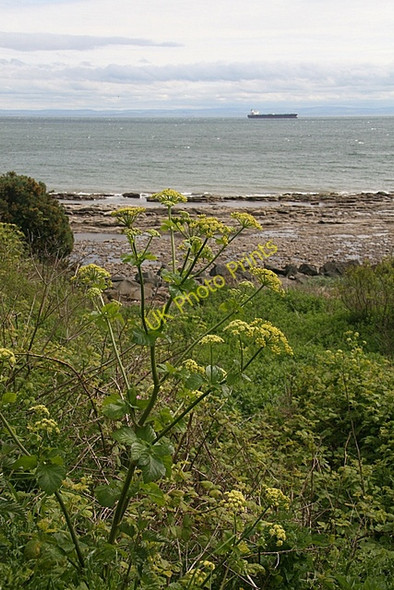 Photo 6"x4" Coastline, East Wemyss Buckhaven c2007