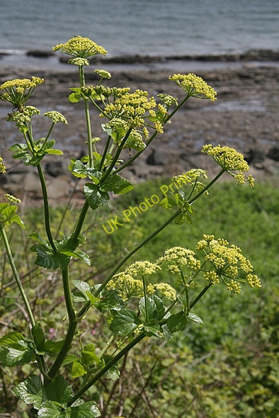 Photo 6"x4" Alexanders (Smyrnium odoratum) Buckhaven c2007