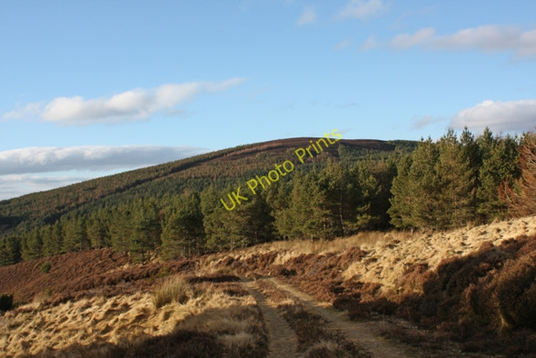 Photo 6"x4" Plantation on Tom Gealagaidh Ruthven\/NH8133 c2009