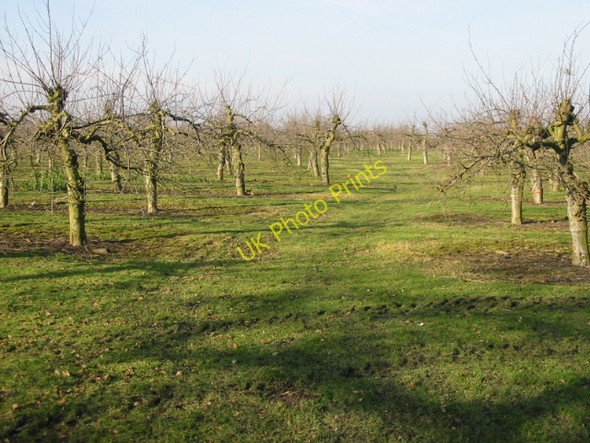 Photo 6"x4" Orchards to the W of Goldstone Drove Lower Goldstone c2009