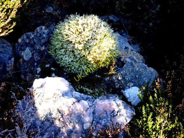 Photo 6"x4" Mossy cushion Gorstan c2009