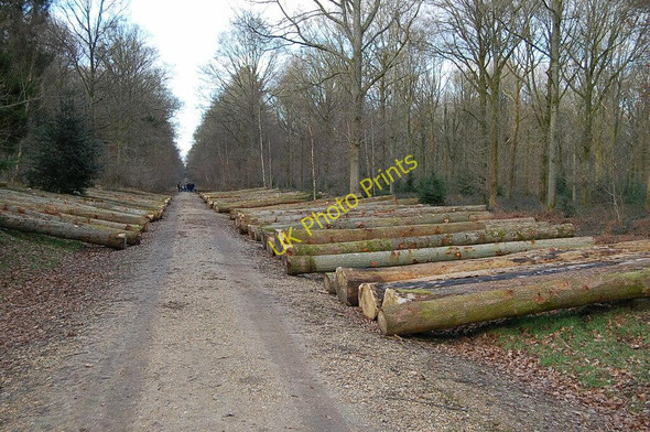 Photo 6"x4" Forest product, Micheldever Woods East Stratton c2009