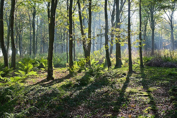 Photo 6"x4" Misty morning in Brighstone Forest Moortown\/SZ4283 c2007