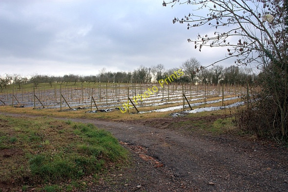 Photo 6"x4" Soft fruit supports, Clive's Fruit Farm The Hyde\/SO8340 c2009