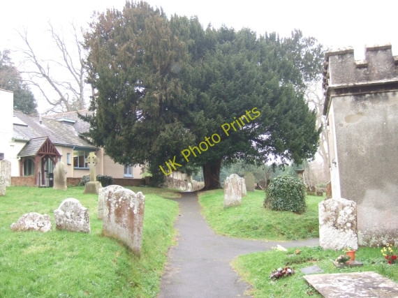 Photo 6"x4" Yew tree in the churchyard at Ide Ide c2009