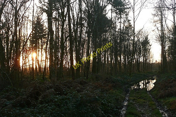 Photo 6"x4" Sunset in Beche Park Wood Ashampstead Green c2009