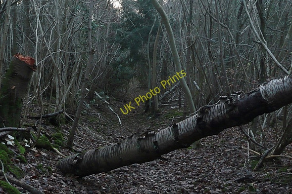 Photo 6"x4" In Beech Wood Hampstead Norreys c2009