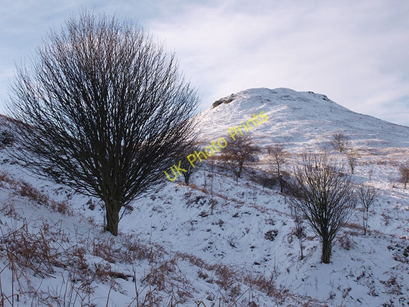 Photo 6"x4" Rowan trees on the slopes of Roseberry Topping Great Ayton c2009