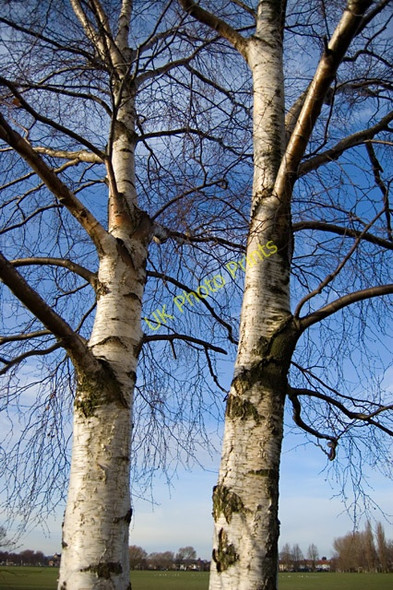 Photo 6"x4" Costello birches, Hull Hessle\/TA0326 c2009