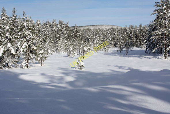 Photo 6"x4" A clearing in Carr Plantation Carrbridge \/ Drochaid Ch\u00e0rr c2009