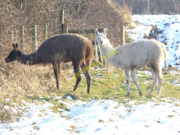 Photo 6"x4" Llamas in North West Leicestershire Cavendish Bridge c2009 P1