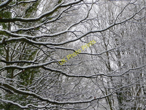 Photo 6"x4" Beech branches 2 Linton\/SO6625 c2009