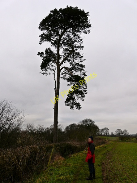 Photo 6"x4" Lonesome Pine on Cowley Hill Hamstall Ridware c2009
