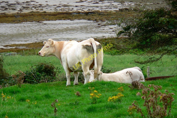 Photo 6"x4" White cows grazing on Loughros Peninsula Crannogeboy c2005