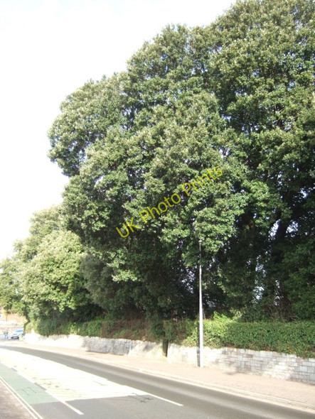 Photo 6"x4" Trees beside Rifford Road, Exeter Exeter c2009
