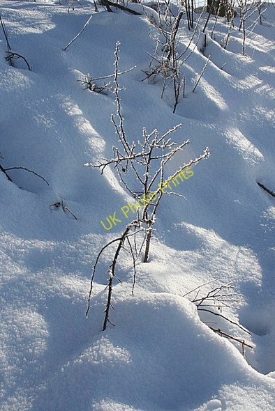 Photo 6"x4" Hoar Frost Keith c2009