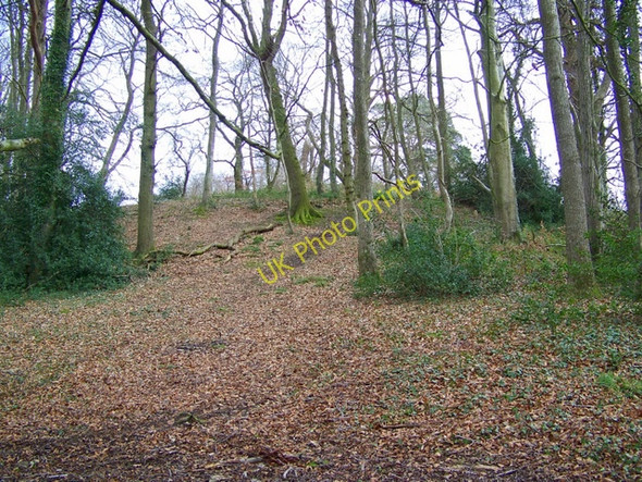Photo 6"x4" Castle Hill, Cranborne Cranborne c2009