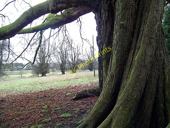 Photo 6"x4" Tree, Abbotts Ann Little Ann c2009