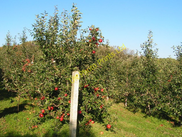 Photo 6"x4" Apple Orchard Palmer's Green c2010