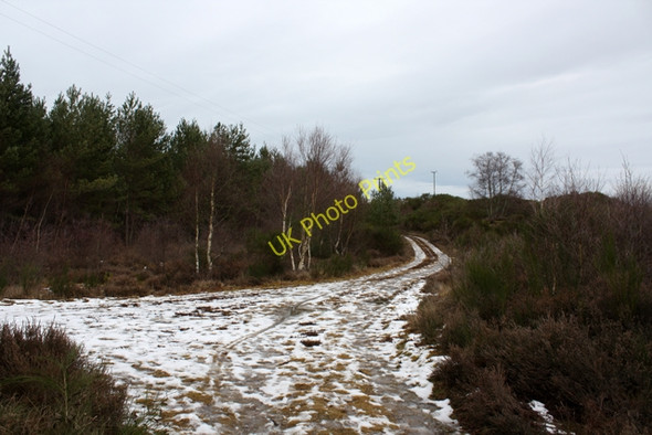 Photo 6"x4" Track Junction, Culbin Forest Kintessack c2009